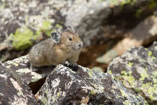 Pika