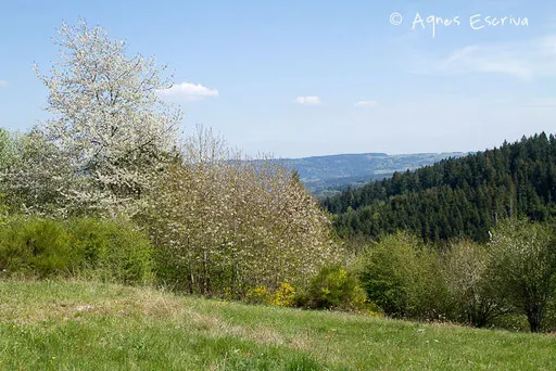 Printemps 2011