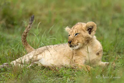 Lionceau du clan d'Olkiombo