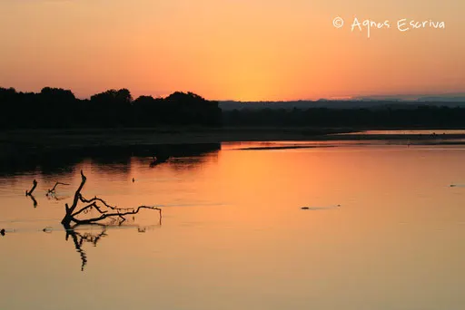 La rivière Luangwa