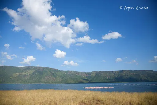Flamants au Lac Bogoria