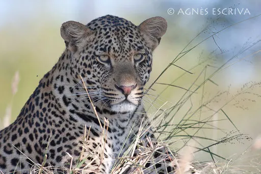 Portrait de Kafue
