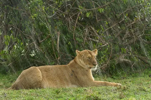 Sila sous la pluie