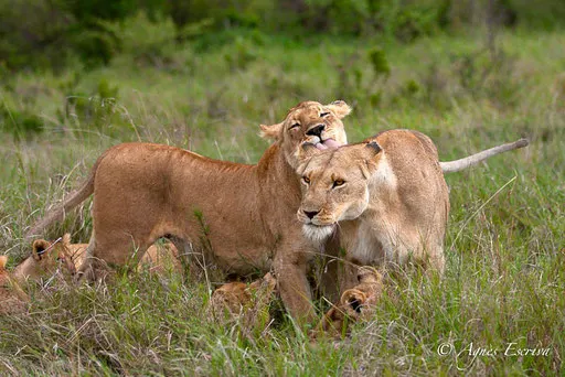 Charm et Bibi