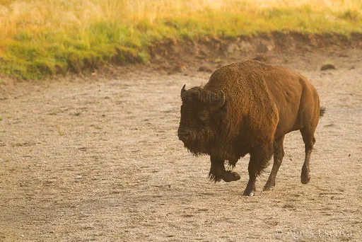 Bison mâle chargeant un congénère