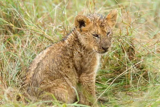 Lionceau de la Marsh pride (3 mois)