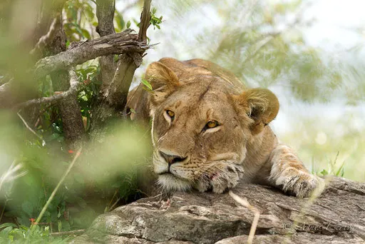Jeune lionne de Paradise