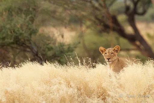 Jeune lion