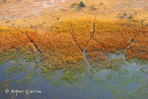 Delta de l'Okavango