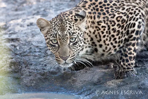 Doux regard de Thandi