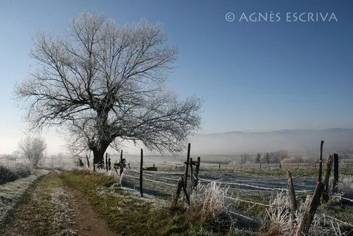 Tremble en hiver