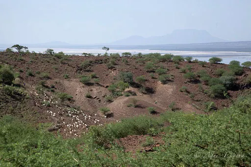 Lac Magadi et troupeau de chèvres masaï