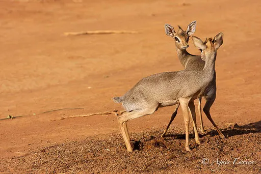 Dik-dik