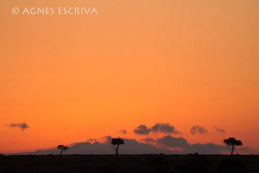 Trois arbres