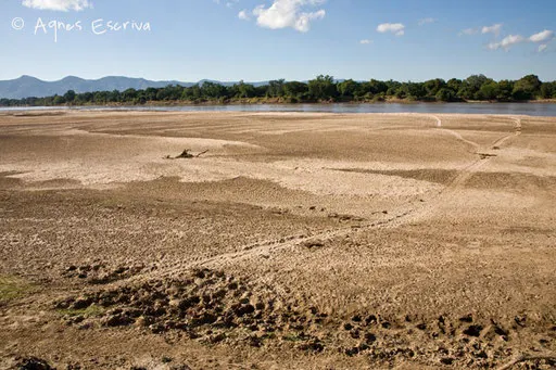 Traces d'hippos