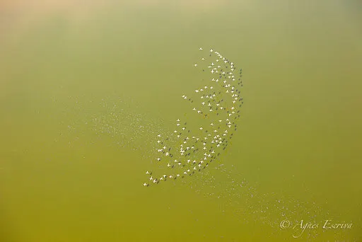 Flamants nains, Lac Magadi