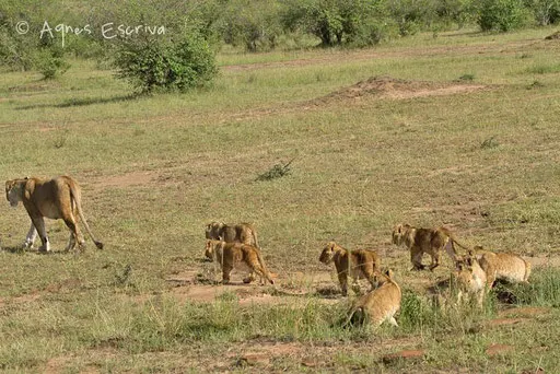 Un lionne du clan de Notch avec 8 petits (des fils de Notch) - Paradise