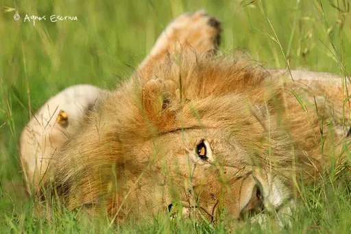 Jeune lion solitaire