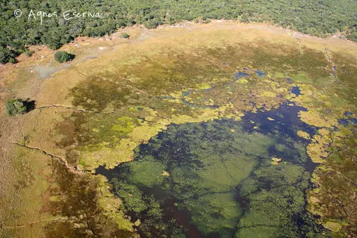 Kasanka et ses marais