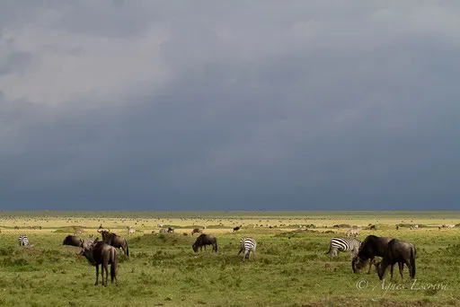 Gnous dans la savane