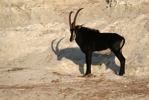 Antilope sable