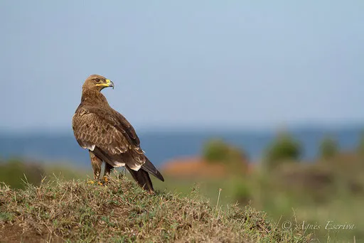 Aigle des steppes