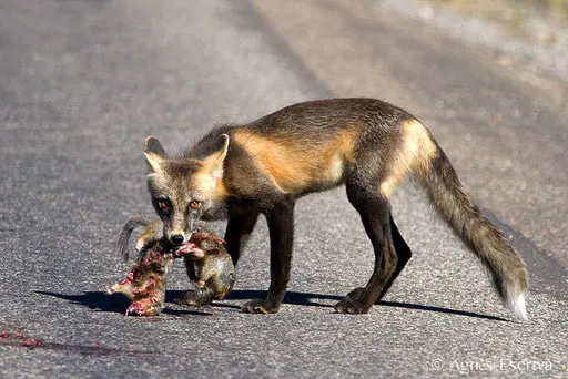 Red fox ayant trouvé deux écureuils écrasés par une voiture