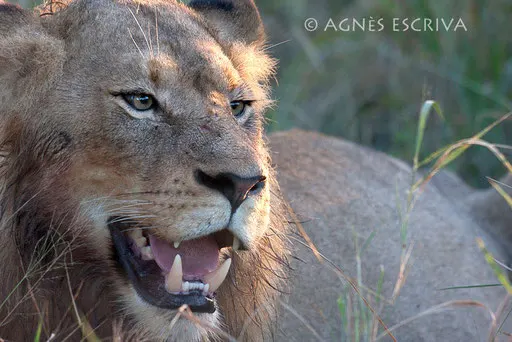 Portrait de jeune lion 2
