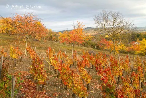 Vignes à Boudes