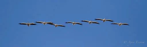 Pélicans