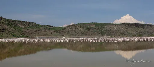 Flamants nains, lac Magadi