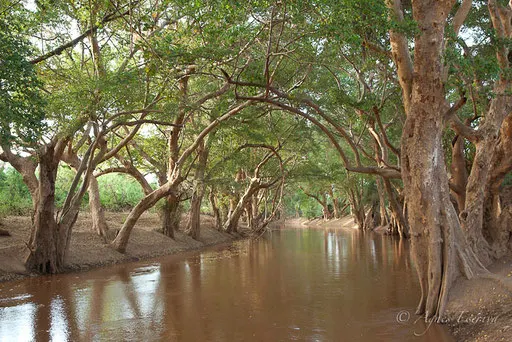 Sycomores au bord de la rivière Ewaso Ngiro
