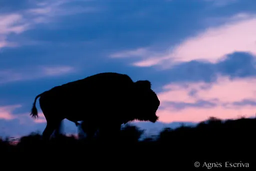 Bison mâle au crépuscule