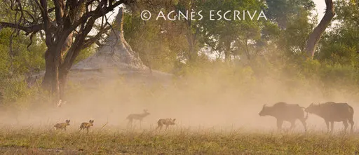 Lycaons contre buffles