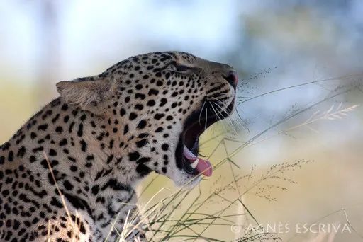 Kafue baillant