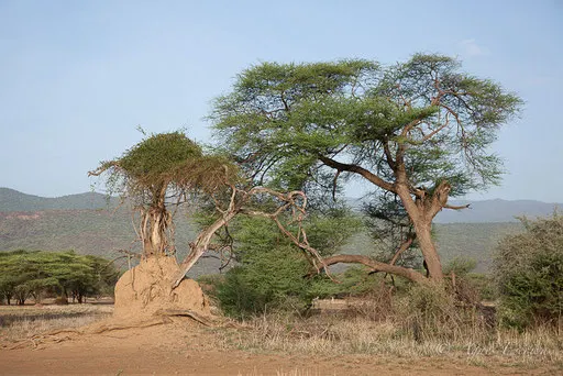 Termitière, Shompole Group Ranch