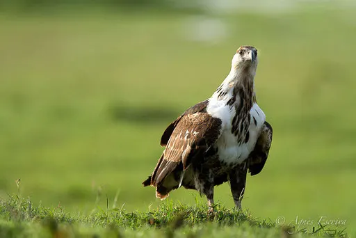 Un aigle pêcheur immature