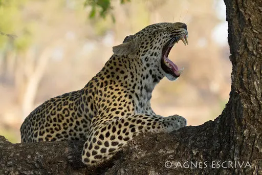 Nthombi