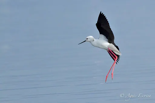 Vol d'avocette - Nakuru