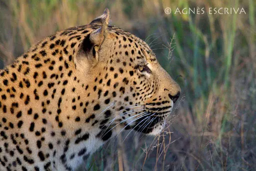 Nvula 4
