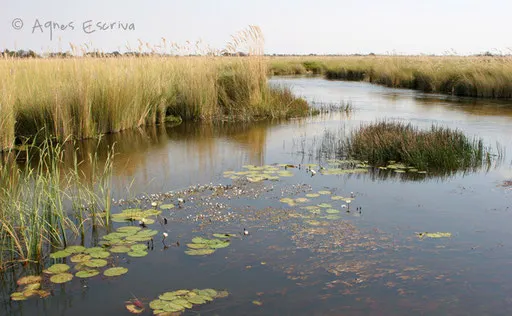 Okavango