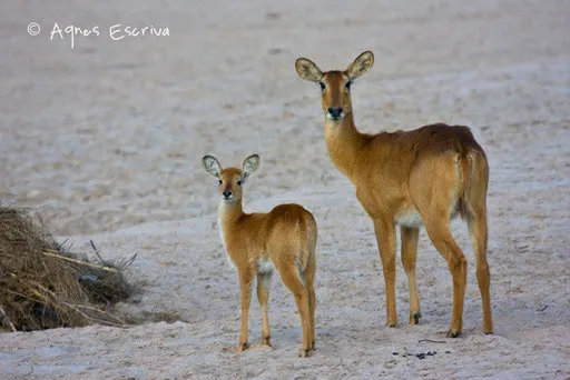Maman puku et son jeune