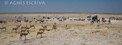 L'arche de Noé - Etosha