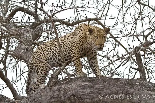 Mvula