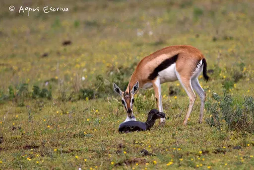 La maman mange le placenta