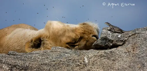 Lion et margouillat
