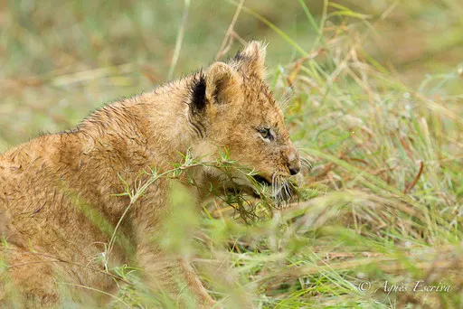 Lionceau de la Marsh pride (3 mois)