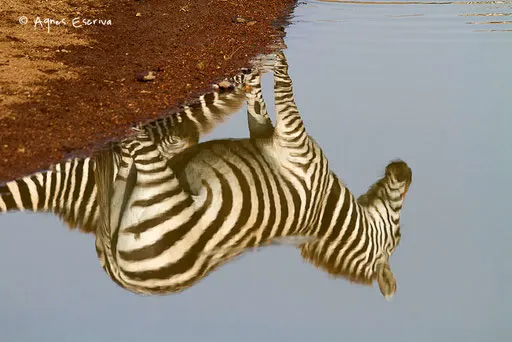 Reflet