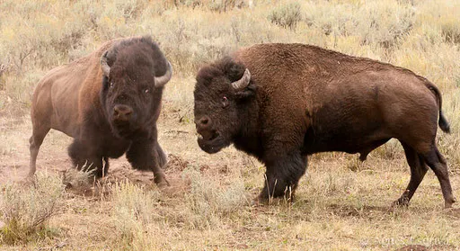 Combat de mâles bisons