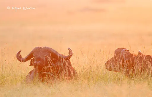 2 buffles au lever du soleil